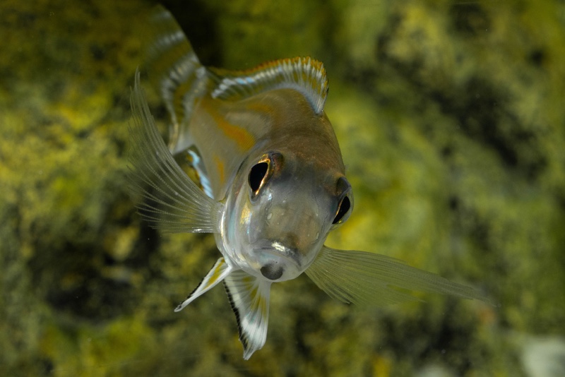 Xenotilapia caudafasciata